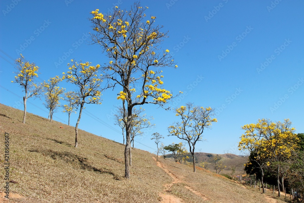 Brazil landscape Brazil landscape