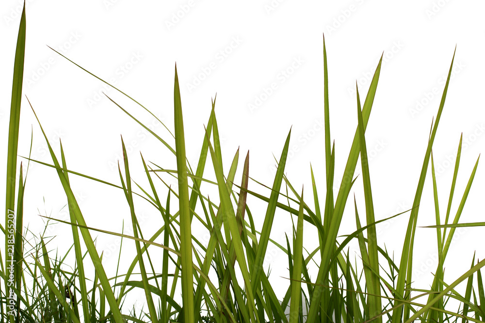 Naklejka premium Green grass isolated on white background