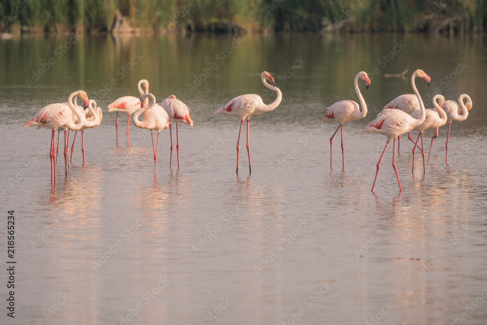A flock or flamboyance of flamingos at sunset in The Camargue in the French region of Cote D'Azur.