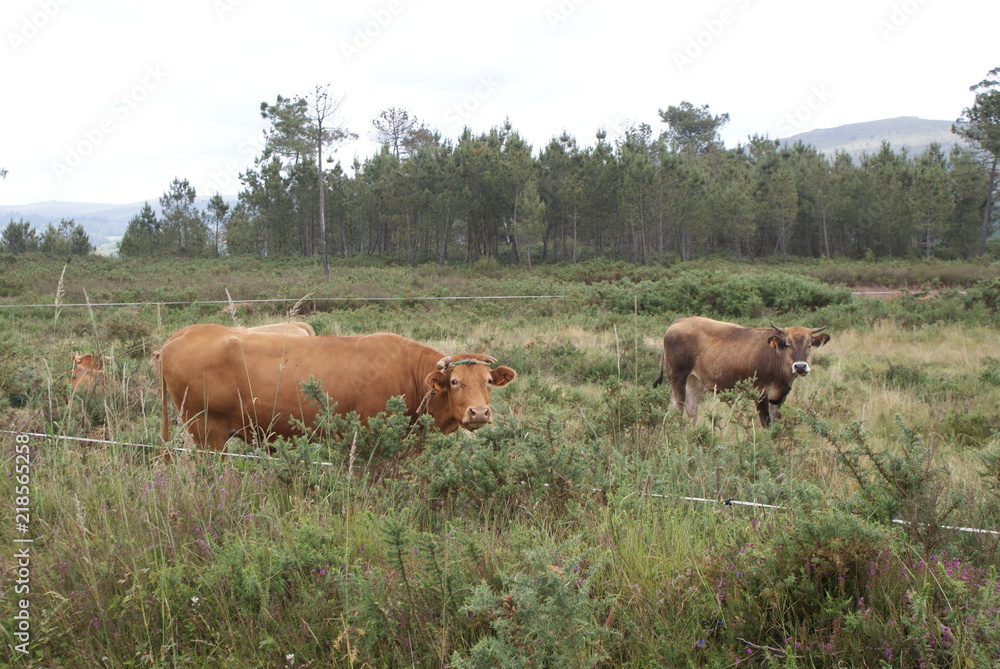 Vacas rubias y vianesas en pasto, monte verde rodeadas de bosque y naturaleza en día nublado. Ganado vacuno de raza autóctona de aldea de Melide, Galicia, España. Ganadería extensiva sostenible. Vacas rubias y vianesas en pasto, monte verde rodeadas de bosque y naturaleza en día nublado. Ganado vacuno de raza autóctona de aldea de Melide, Galicia, España. Ganadería extensiva sostenible.