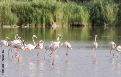 A pat of pink flamingos wading in the briny waters of the Camargue, a wetland in France.