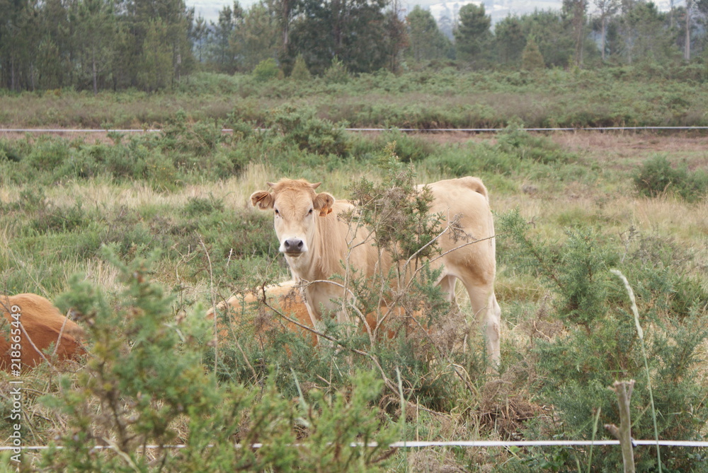 Vaca ternera joven beige y vacas marrones rubias gallegas en monte verde y bosque en día nublado. Ganado vacuno de raza autóctona de aldea de Melide, Galicia, España. Ganadería extensiva sostenible. Vaca ternera joven beige y vacas marrones rubias gallegas en monte verde y bosque en día nublado. Ganado vacuno de raza autóctona de aldea de Melide, Galicia, España. Ganadería extensiva sostenible.