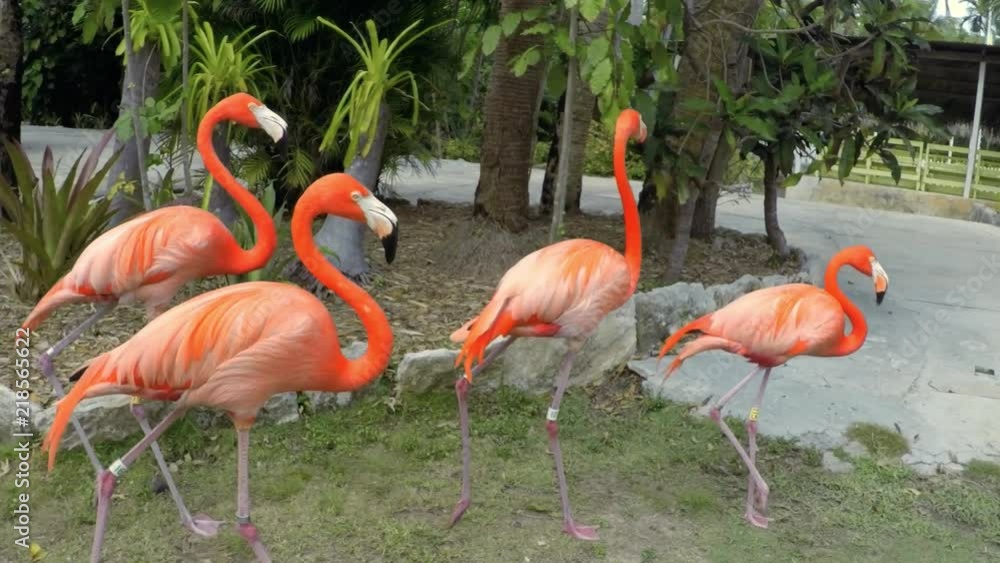 Slow motion shot of flamingos walking around the local zoo, the Adastra Gardens, in Nassau, Bahamas Slow motion shot of flamingos walking around the local zoo, the Adastra Gardens, in Nassau, Bahamas