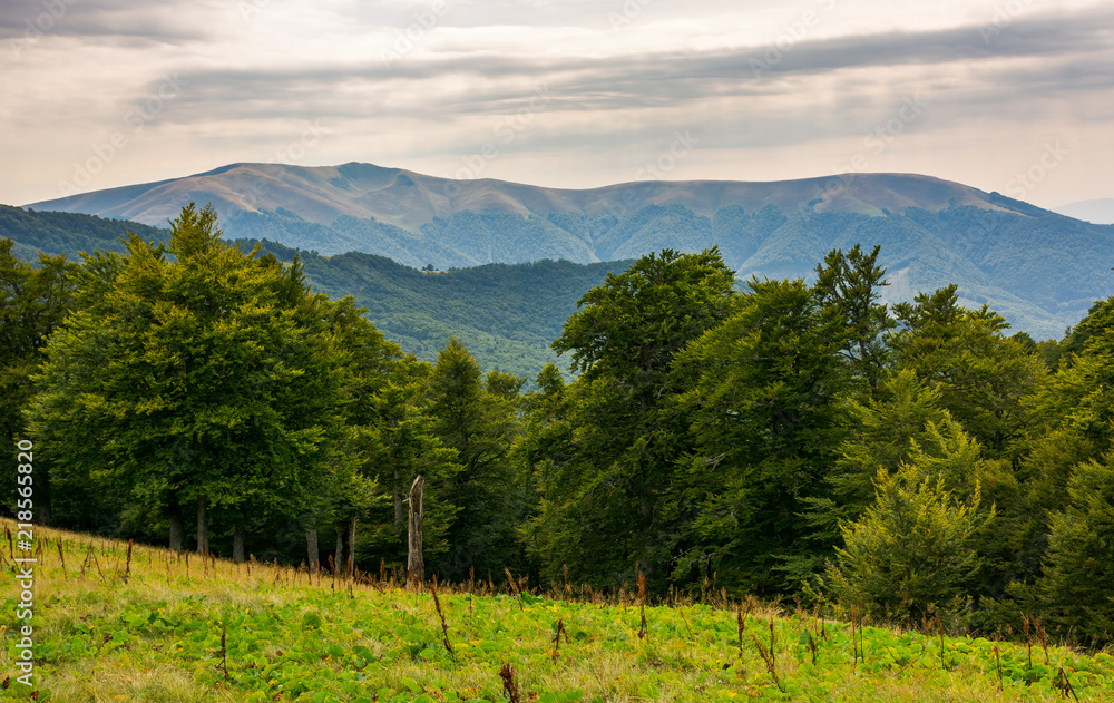 beech forest on the alpine meadow. forested hills and distant mountain in haze. overcast summer weather in afternoon