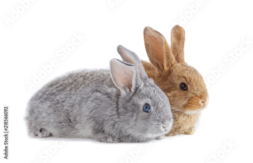 two rabbits isolated on white background
