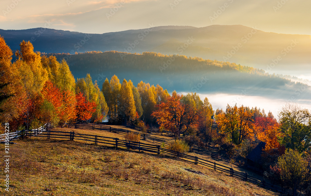 rural field and orchard in autumn at sunrise. mountainous countryside with fog in distant wally - obrazy, fototapety, plakaty 