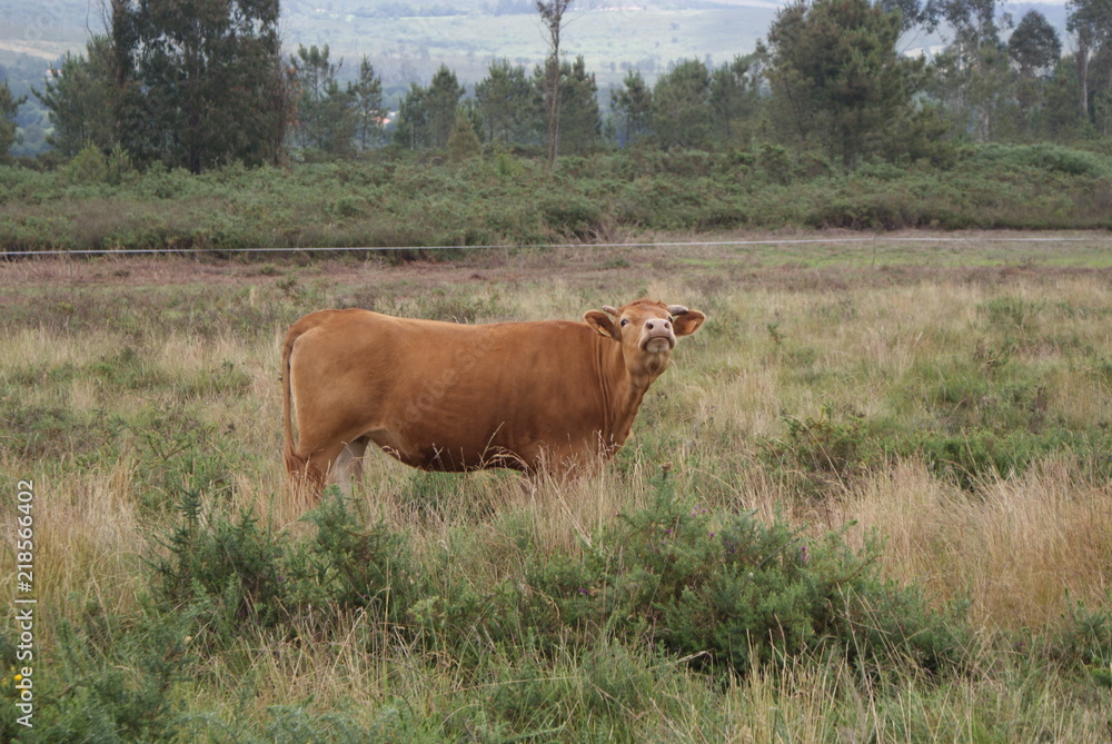 Vaca rubia gallega marrón en prado, pasto o monte verde olfateando el aire. Ganado vacuno de raza autóctona de aldea de Melide, Galicia, España. Ganadería extensiva sostenible.	