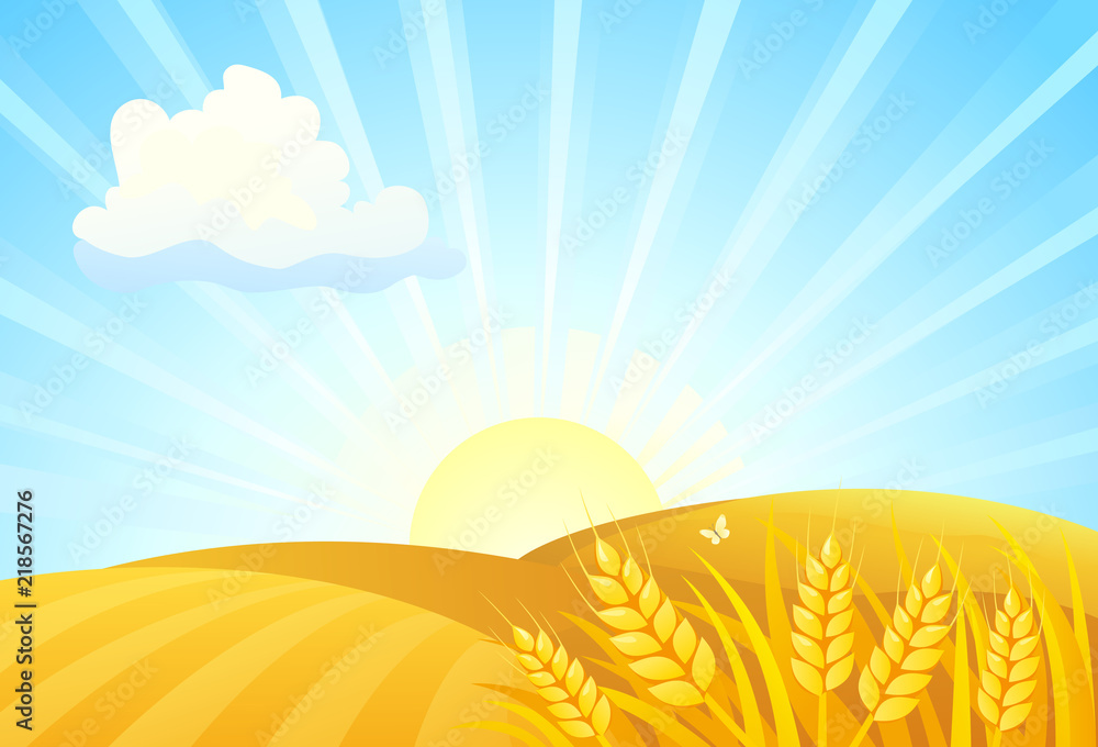 Vector cartoon illustration of autumn wheat fields, sunrise landscape