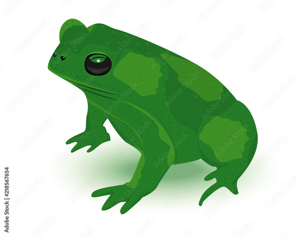 Fototapeta premium green frog vector design