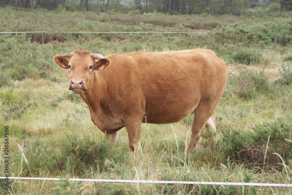 Vaca rubia gallega marrón claro en prado, pasto o monte verde mirando a cámara. Ganado vacuno de raza autóctona de aldea de Melide, Galicia, España. Ganadería extensiva sostenible. Vaca rubia gallega marrón claro en prado, pasto o monte verde mirando a cámara. Ganado vacuno de raza autóctona de aldea de Melide, Galicia, España. Ganadería extensiva sostenible.