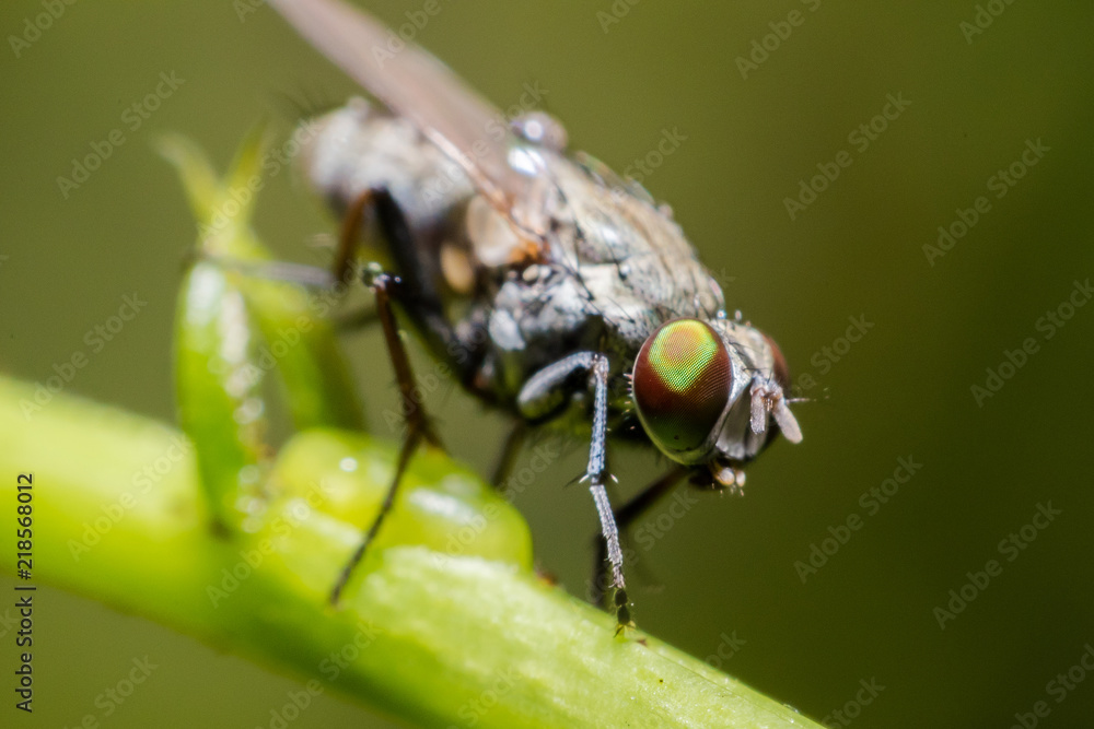 Naklejka premium Close up of Housefly on a leaf 