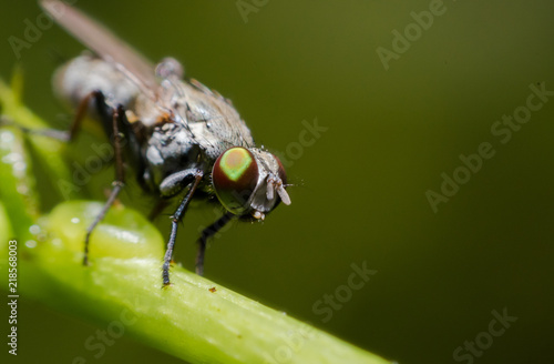Close up of Housefly on a leaf 