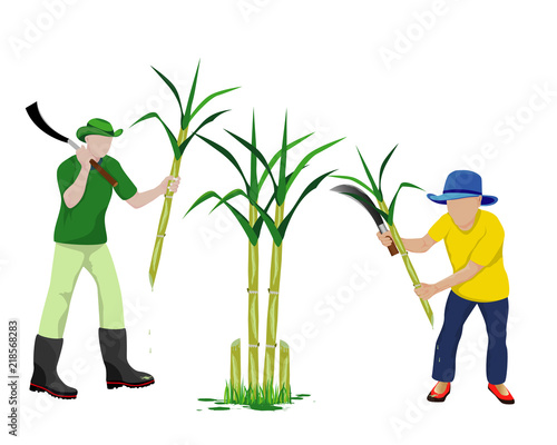 agriculturist harvest sugarcane vector design
