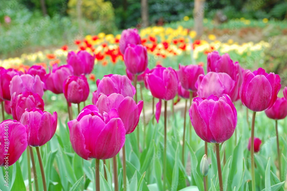 Obraz premium Colorful Tulips flowers blooming in Spring at a valley in Taoyuan, Taiwan