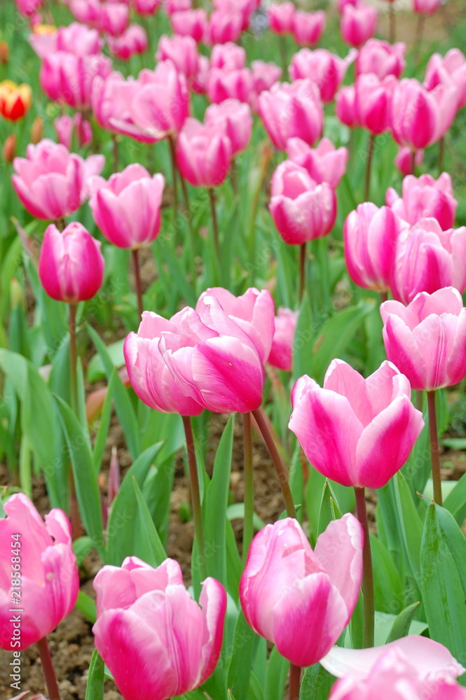 Fototapeta premium Colorful Tulips flowers blooming in Spring at a valley in Taoyuan, Taiwan