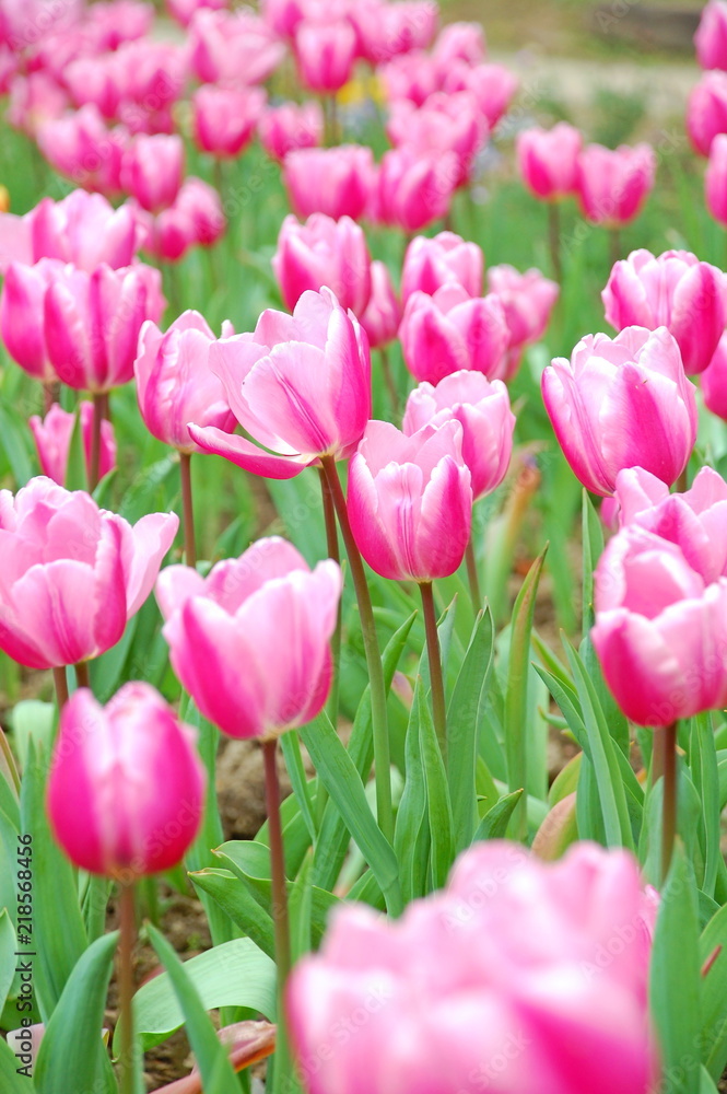 Colorful Tulips flowers blooming in Spring at a valley in Taoyuan, Taiwan Colorful Tulips flowers blooming in Spring at a valley in Taoyuan, Taiwan