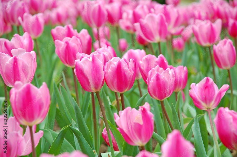 Colorful Tulips flowers blooming in Spring at a valley in Taoyuan, Taiwan Colorful Tulips flowers blooming in Spring at a valley in Taoyuan, Taiwan