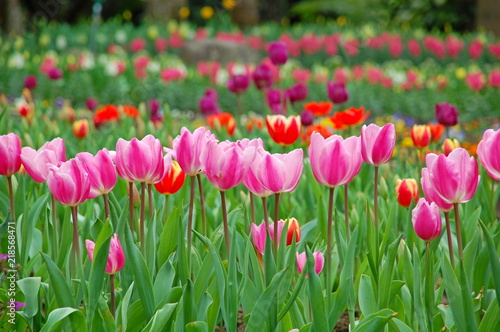 Colorful Tulips flowers blooming in Spring at a valley in Taoyuan, Taiwan