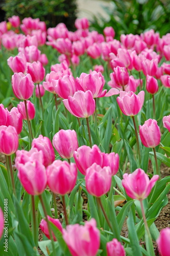 Colorful Tulips flowers blooming in Spring at a valley in Taoyuan  Taiwan