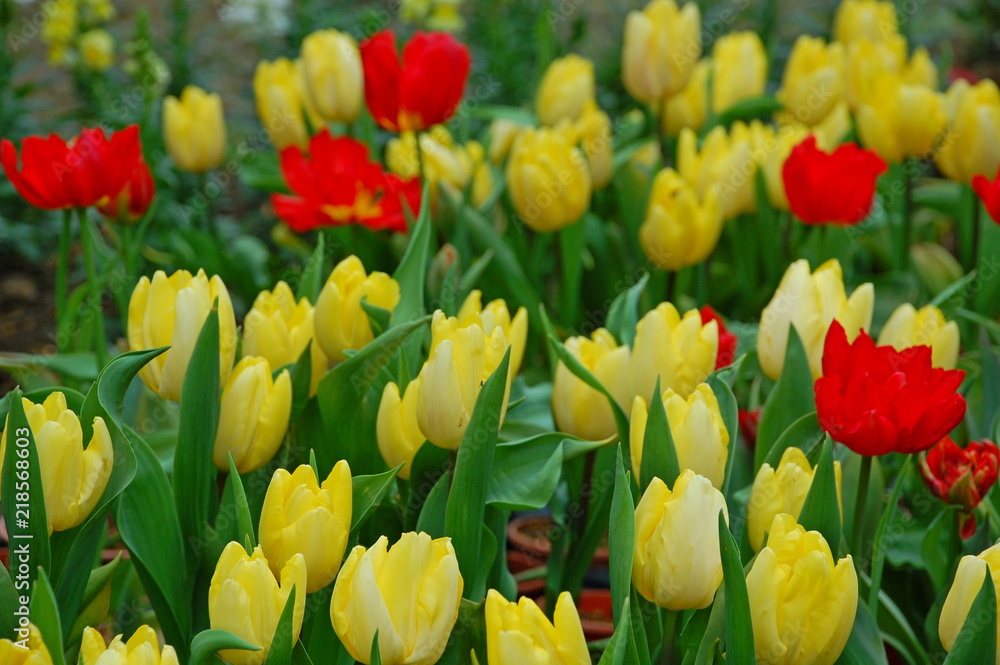Colorful Tulips flowers blooming in Spring at a valley in Taoyuan, Taiwan Colorful Tulips flowers blooming in Spring at a valley in Taoyuan, Taiwan