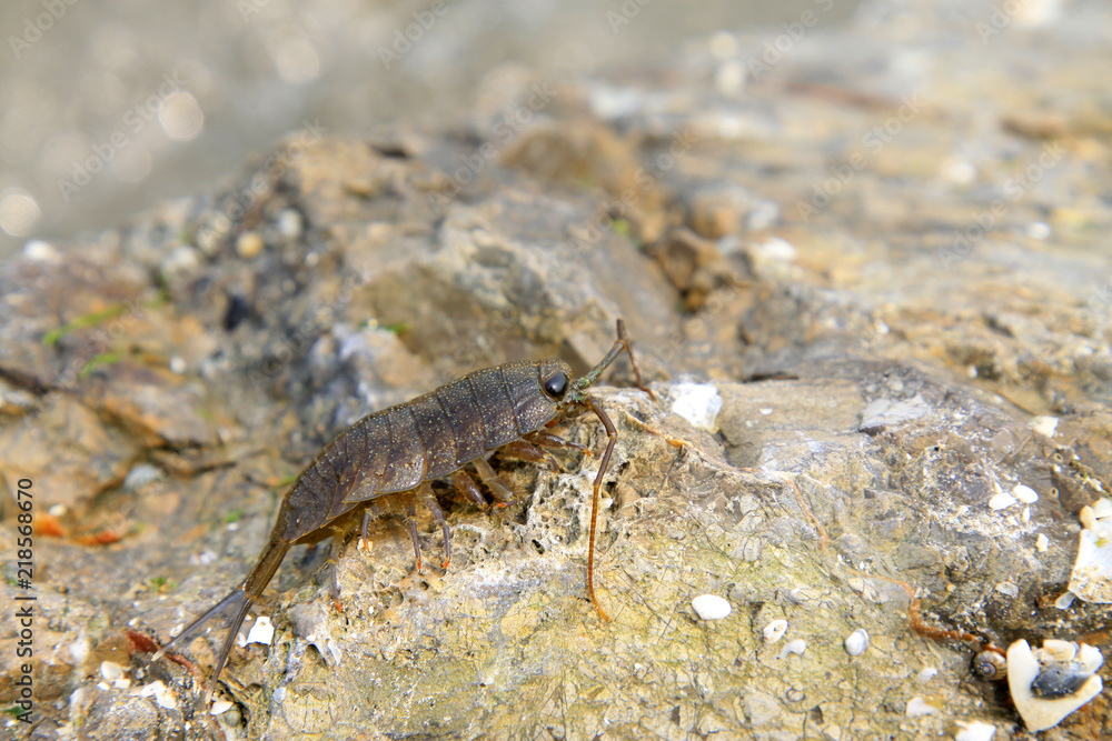 porcellio porcellio