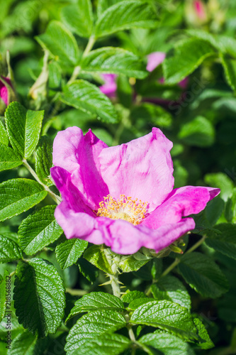 Blooming dog rose in the garden. Selective focus.