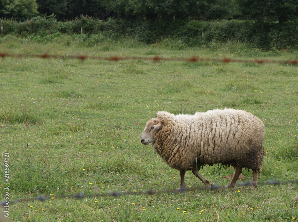 Carnero, macho de oveja gallega, raza ovella galega blanca con lana espesa caminando en prado verde. Ganado ovino autóctono de aldea de Melide, Galicia, España. Ganadería extensiva sostenible. Carnero, macho de oveja gallega, raza ovella galega blanca con lana espesa caminando en prado verde. Ganado ovino autóctono de aldea de Melide, Galicia, España. Ganadería extensiva sostenible.