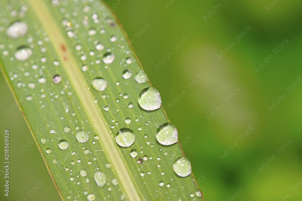 drops of water on green leaves drops of water on green leaves