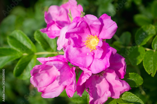 Fototapeta Naklejka Na Ścianę i Meble -  Blooming dog rose in the garden. Selective focus.