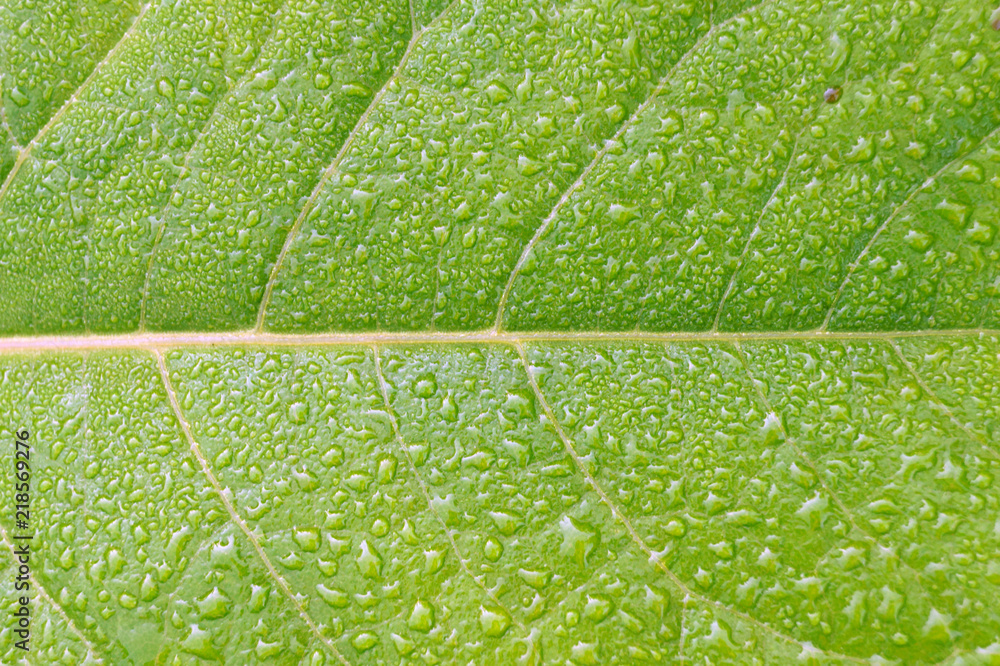 Obraz premium Green leaf with dew drops for background