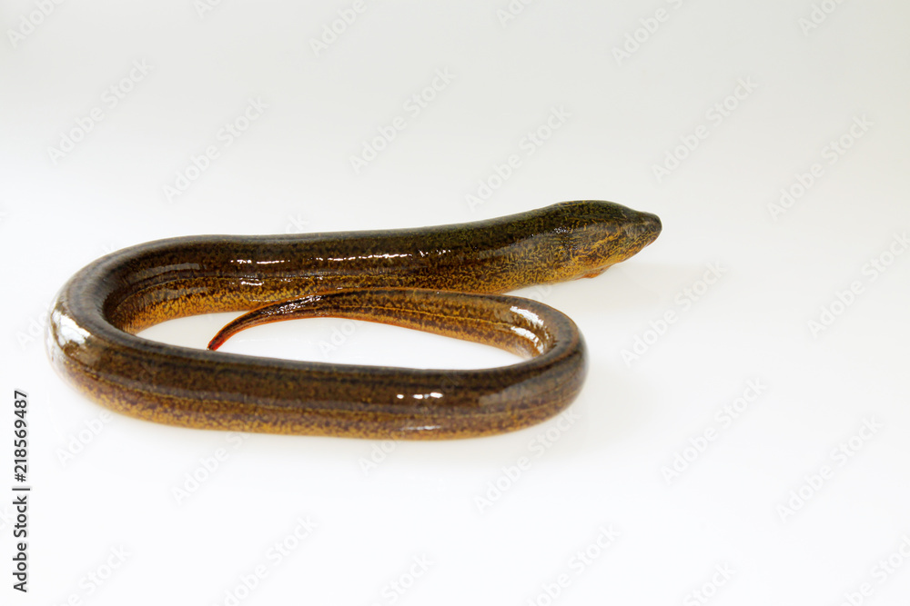 finless eel on white background finless eel on white background