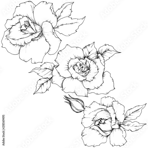 Rose flower in a vector style isolated. Full name of the plant: rose. Vector flower for background, texture, wrapper pattern, frame or border.