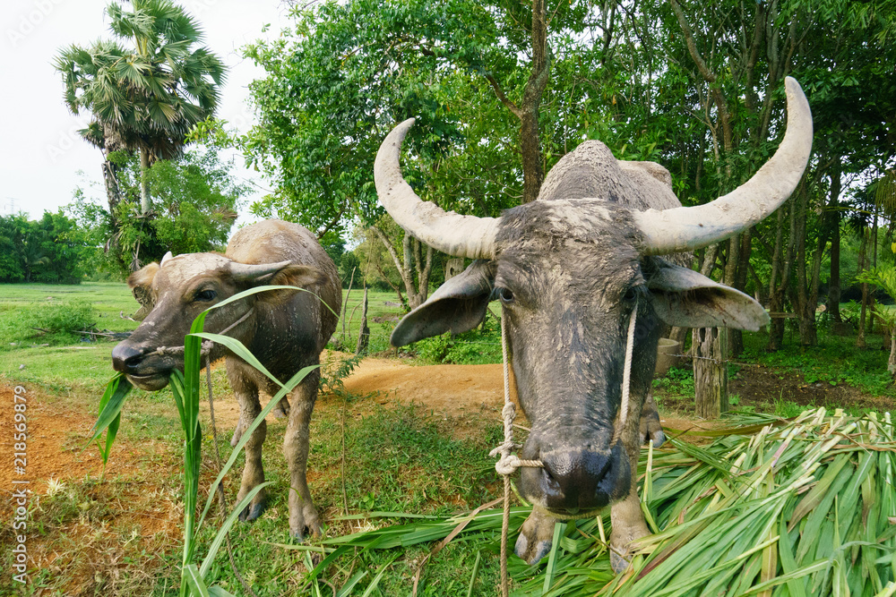 Wildlife Buffalo muddy body eatting grass. Wildlife Buffalo muddy body eatting grass.