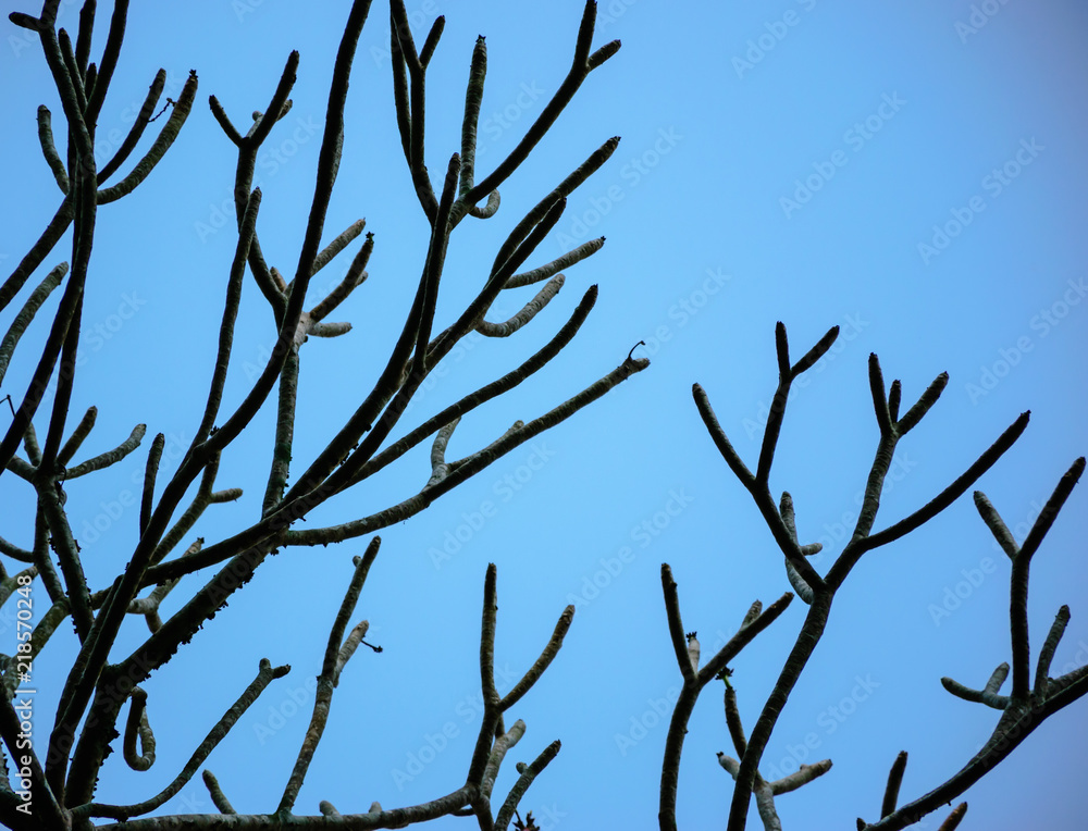 The clutter of trees with the sky.
