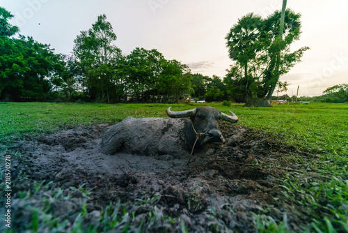 Wildlife Buffalo muddy body in muddy place.