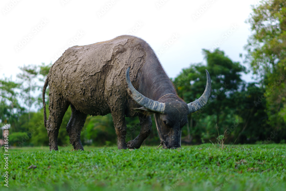 Fototapeta premium Wildlife Buffalo muddy body