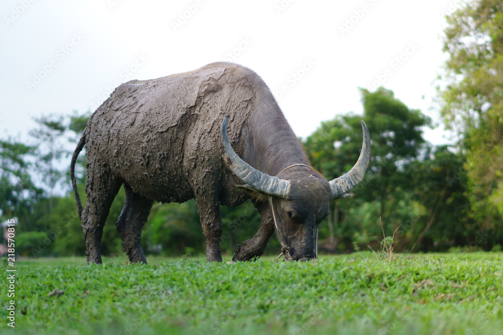 Fototapeta premium Wildlife Buffalo muddy body