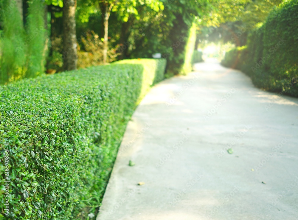 Obraz premium Curve concrete pathway with green trimmed bush hedge in the park