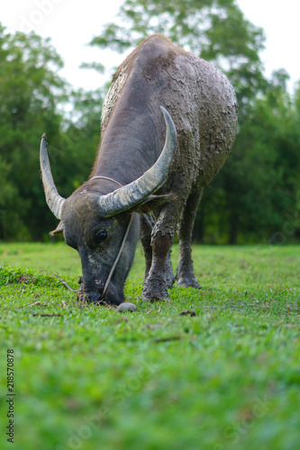 Wildlife Buffalo muddy body