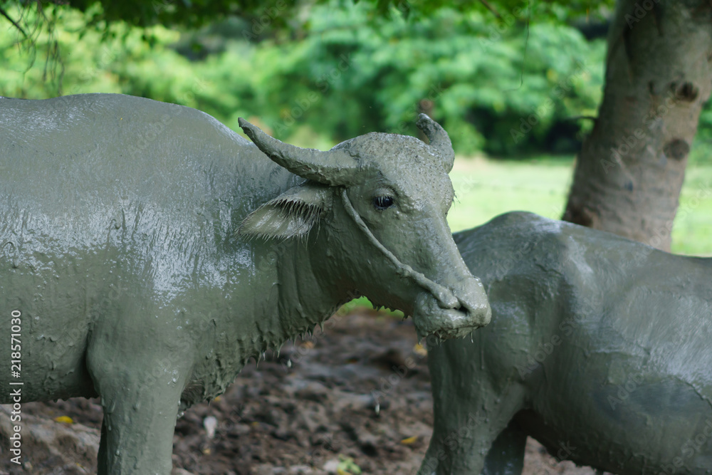 Fototapeta premium Wildlife Buffalo muddy body