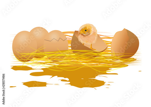 the new born chicken vector design