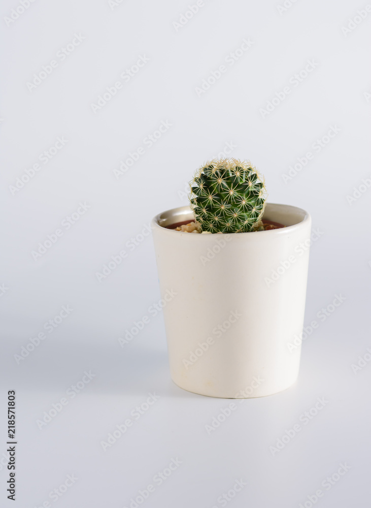 Cactus on white table Cactus on white table