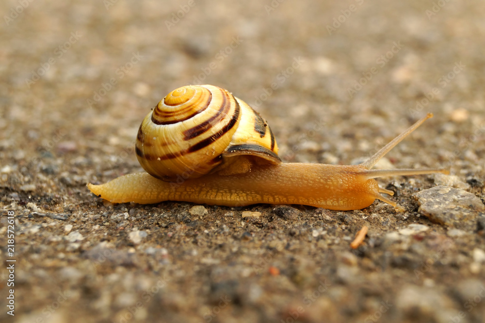 The grape snail is crawling on the asphalt