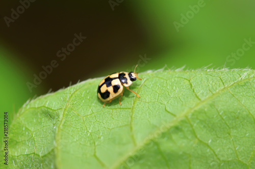 ladybug on green plant