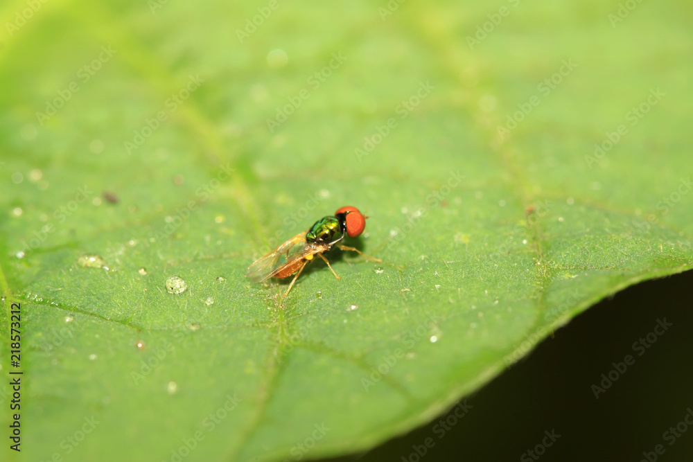 flies insects on green leaf flies insects on green leaf