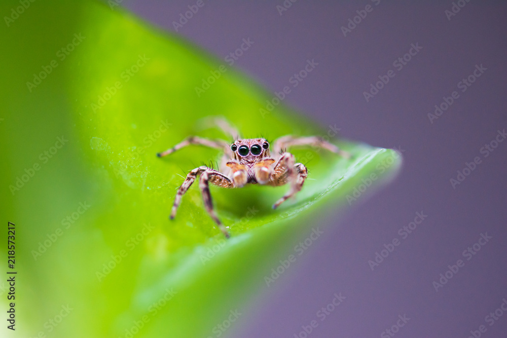 Obraz premium Close up jumping spiders on the leaves..