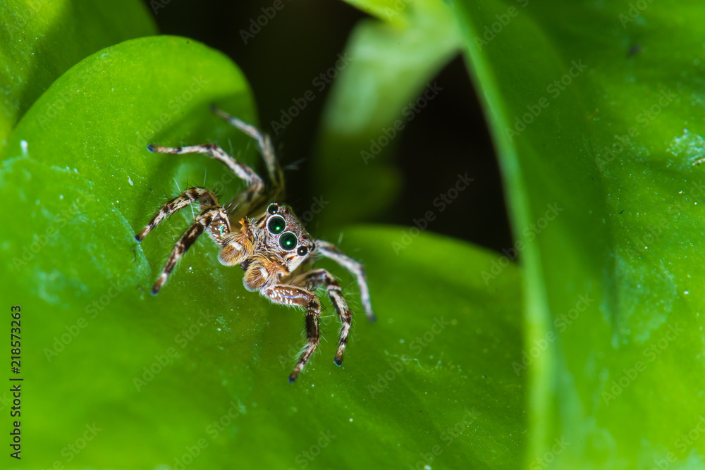 Naklejka premium Close up jumping spiders on the leaves..