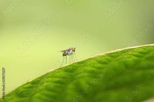 gadfly on a green leaf