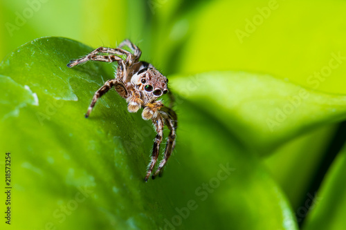 Close up jumping spiders on the leaves..