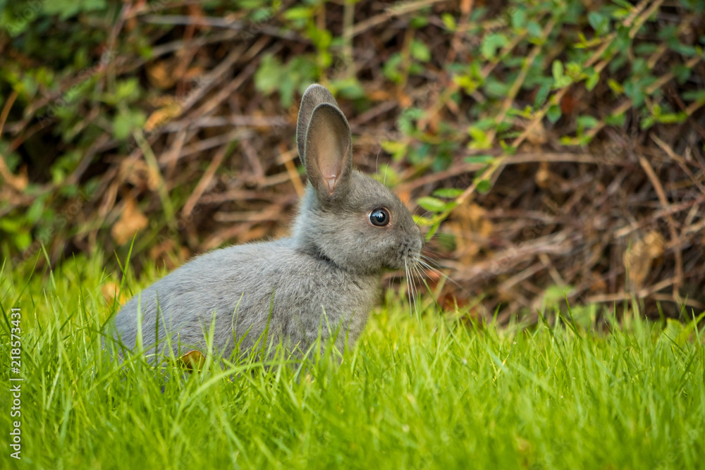 Fototapeta premium cute grey bunny eating grasses on the green field